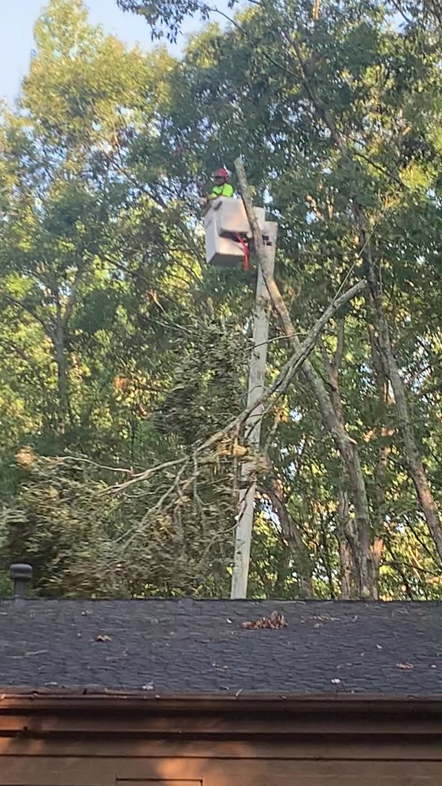 Southern Tree Company photo 3
