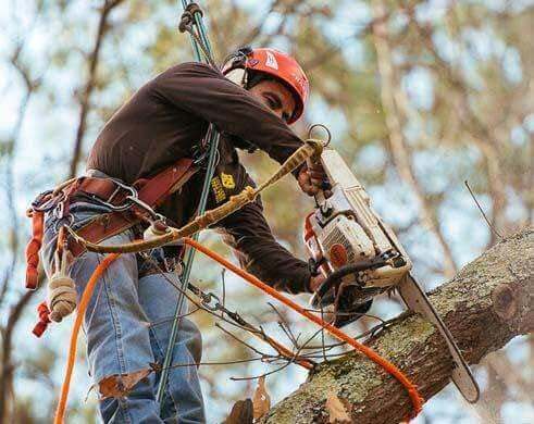 Southern Tree Pros photo 2