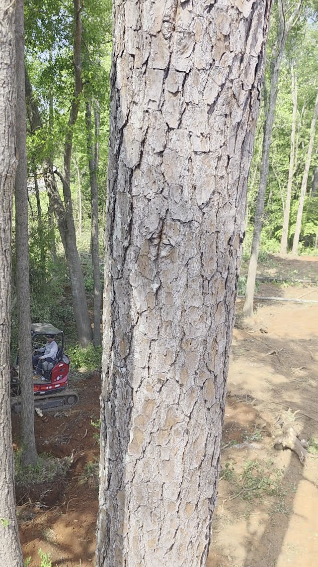 Spiders Tree Care Service of Athens photo 2