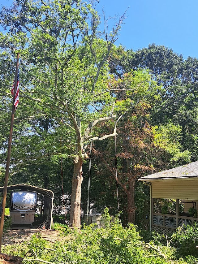 Spiders Tree Care Service of Athens photo 4