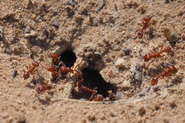 Stark Exterminators photo 4