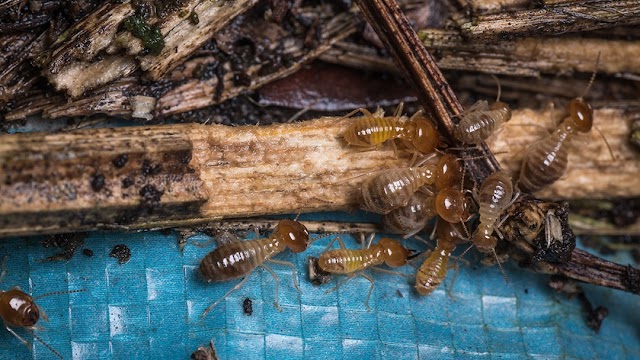 Target Exterminating photo 3