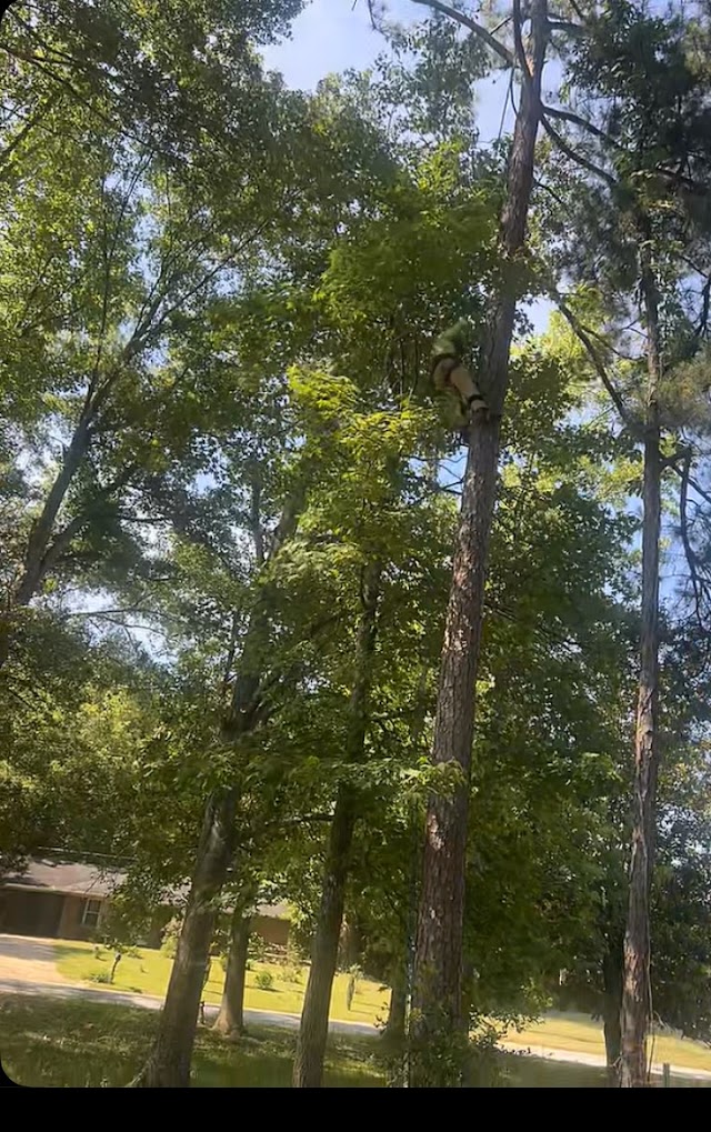 Tarzan Tree Service