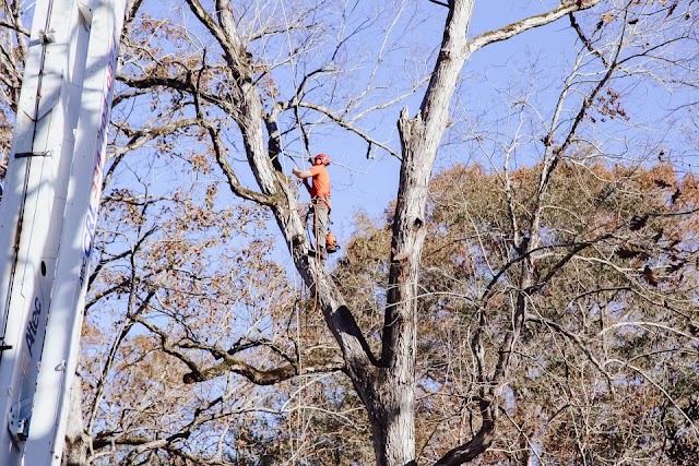 Tarzan Tree Service photo 2