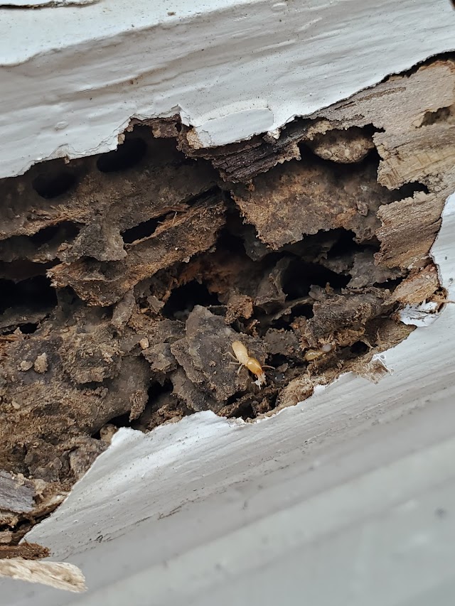 Terminator Pest Control photo 2