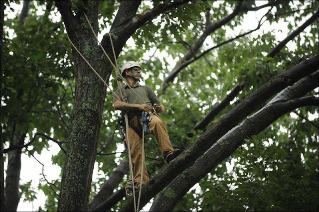 Thornton's Tree Services Macon, GA photo 3