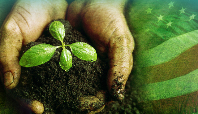 Tidewater Landscape Management Inc