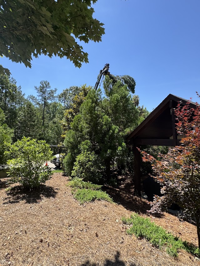 Tip-Top Tree Service photo 2