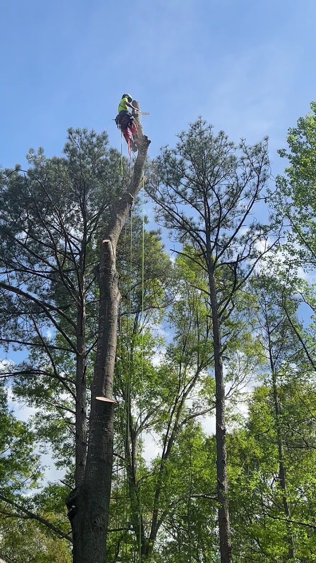 Tip-Top Tree Service photo 3