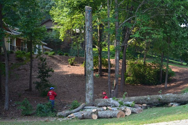 Tomahawk Tree Service photo 2