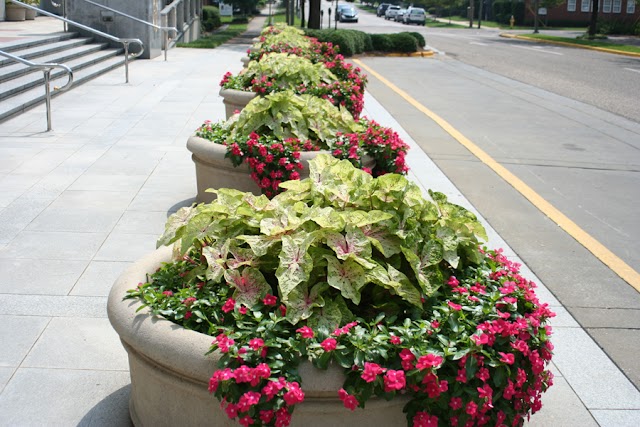 Top Notch Lawns photo 3