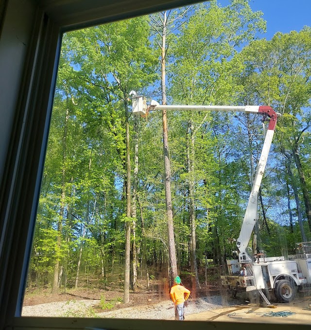 Tree and Green Services
