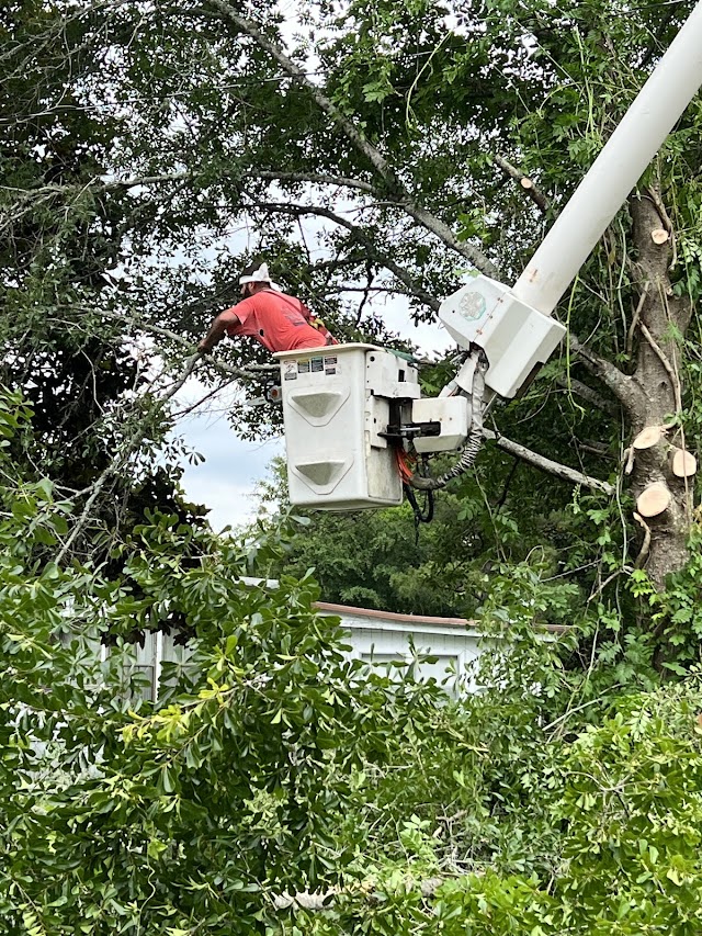 Tree and Green Services photo 2
