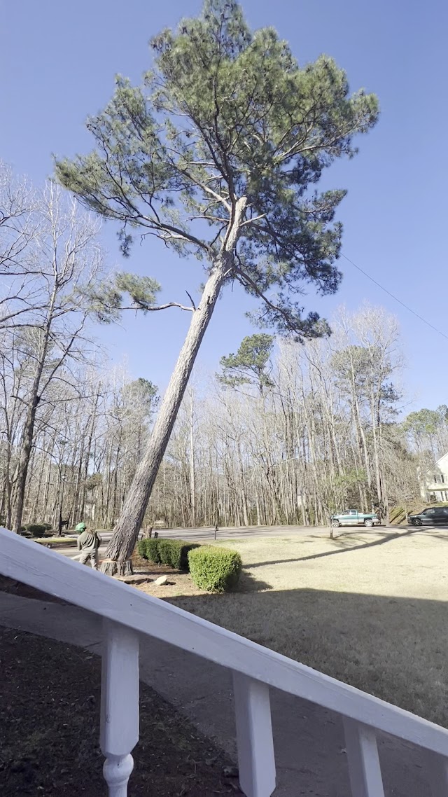 Tree Brothers Tree Service photo 3