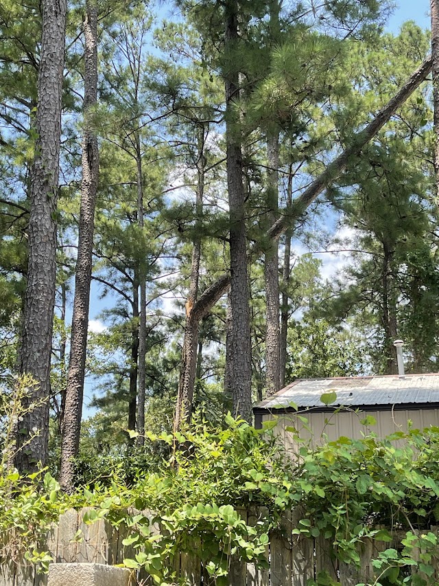 Tree Doctor Tree Services photo 2