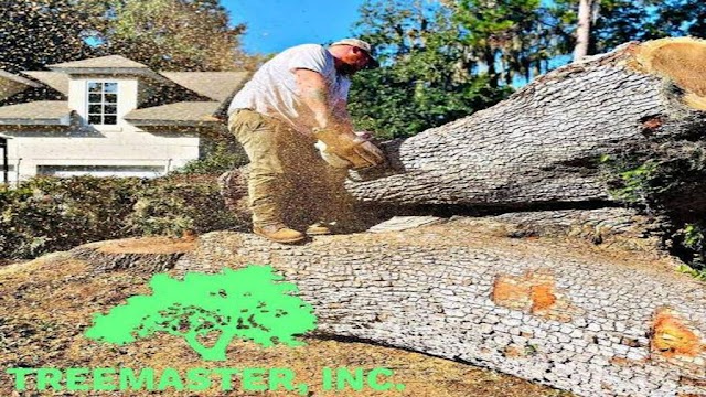 Tree Masters of Savannah