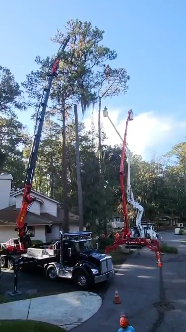 Tree Masters of Savannah photo 3