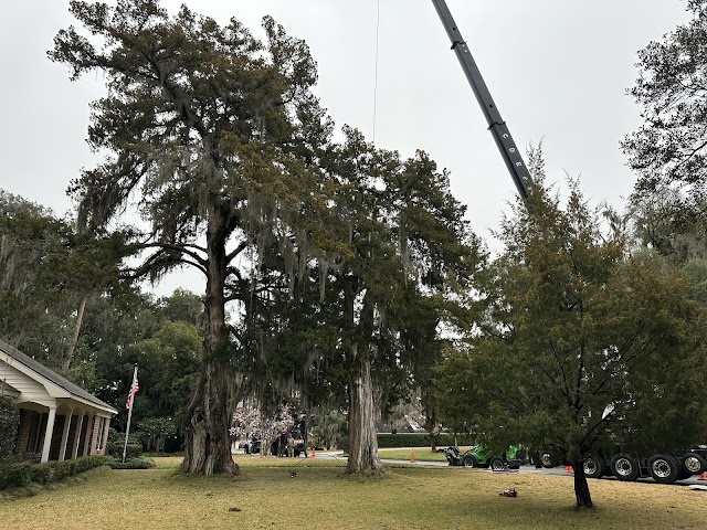 Tree Masters of Savannah photo 4