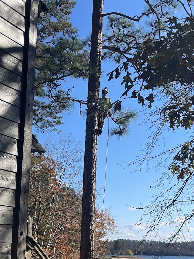 Tree Masters Tree Service photo 2