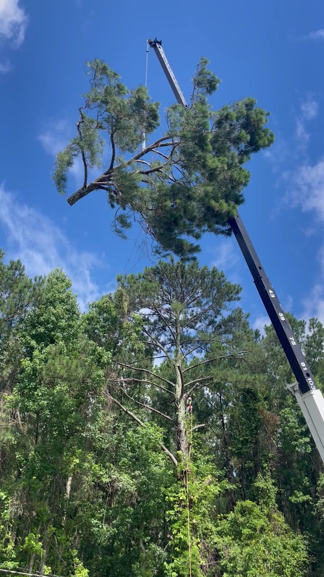 Tree Masters Tree Service photo 3