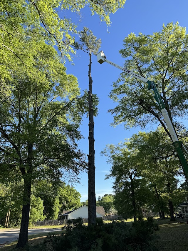 Tree People Tree Service