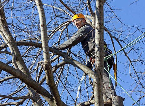 Tree Removal Near Me photo 2