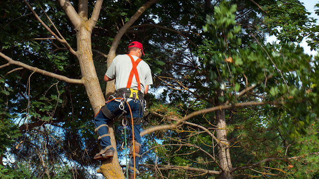 Tree Removal Near Me photo 3