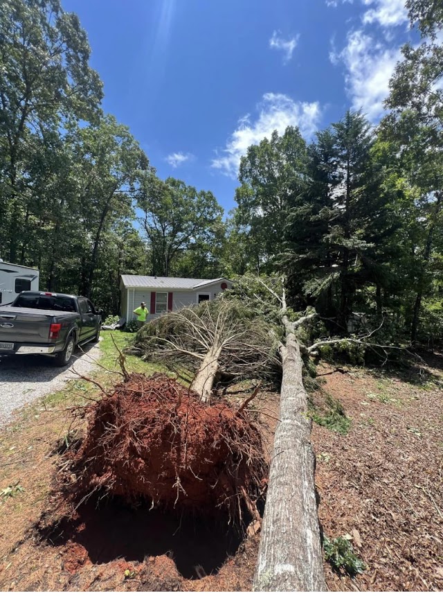 Tree Removal Service Atlanta