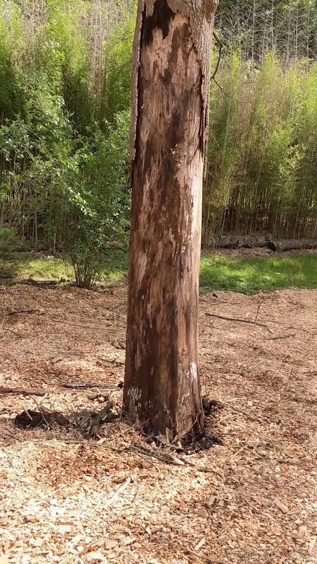 Tree Service Of Mobile photo 4