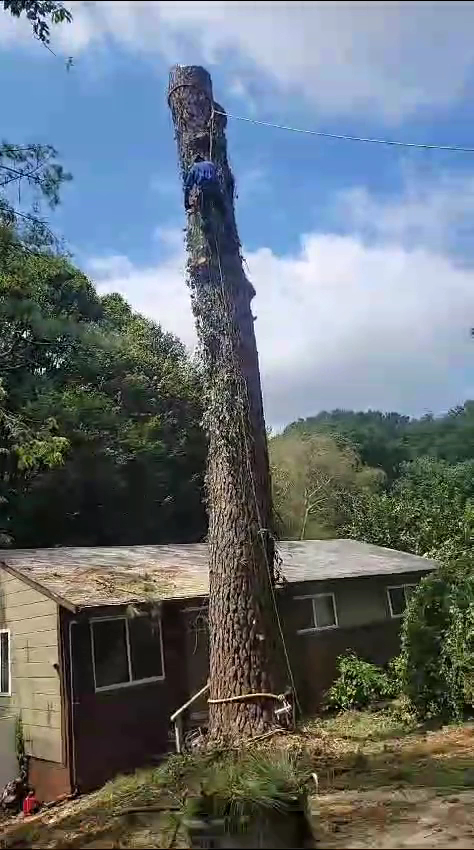 Tree Service Quiroz Llc photo 2