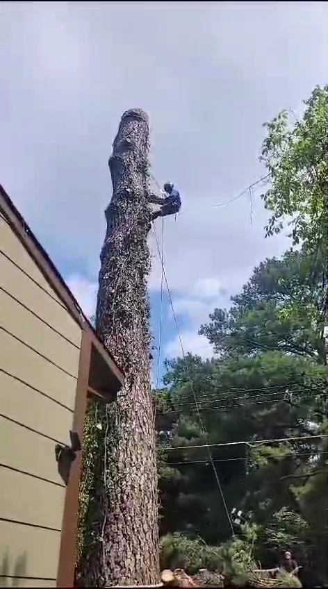 Tree Service Quiroz Llc photo 3