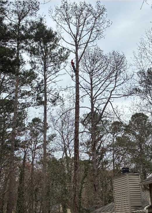 Tree Service Quiroz Llc photo 4