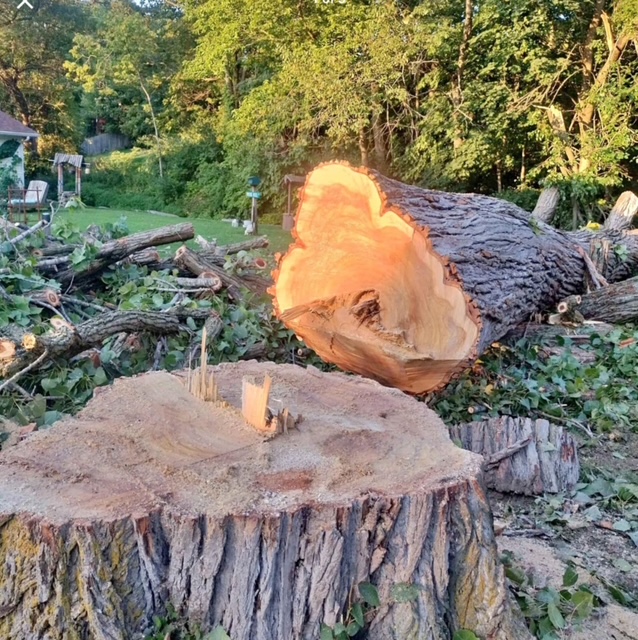 Tree Service Valdosta Ga photo 2