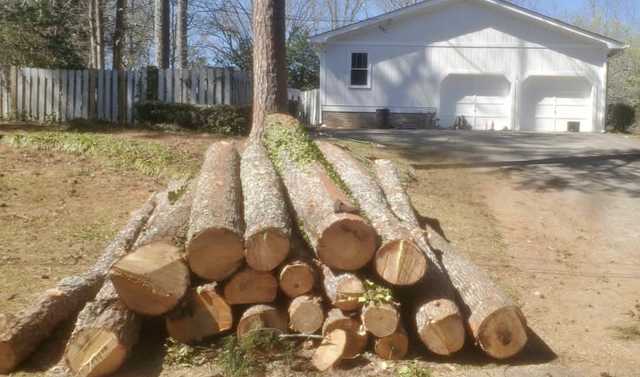 Tree Service Valdosta Ga photo 4