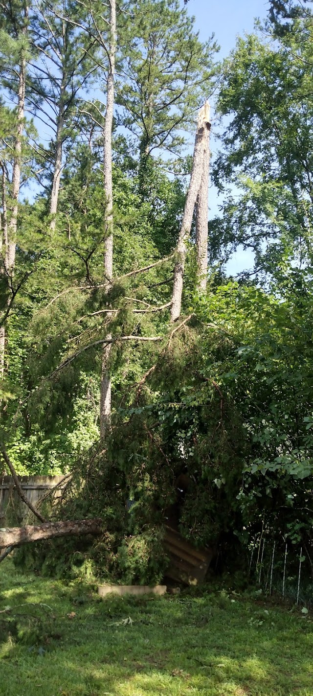Treeman photo 1