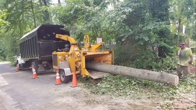 Treemax Expert Tree Service LLC photo 1