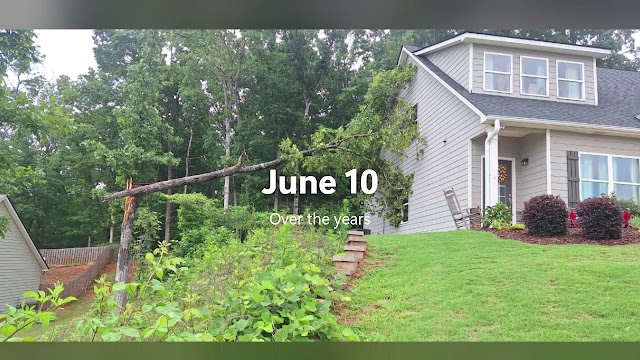 Treemax Expert Tree Service LLC photo 2