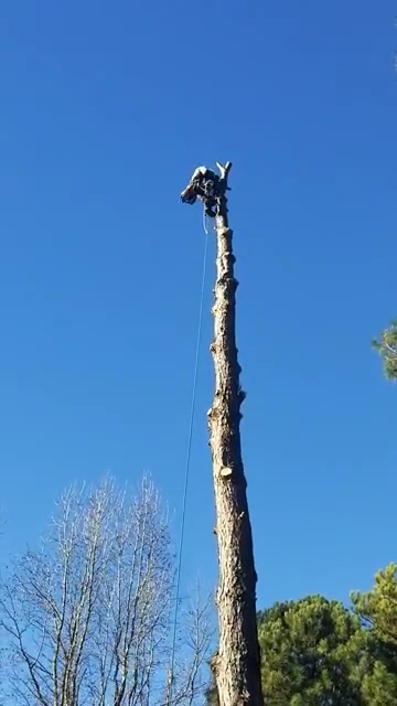 Treemax Expert Tree Service LLC photo 3