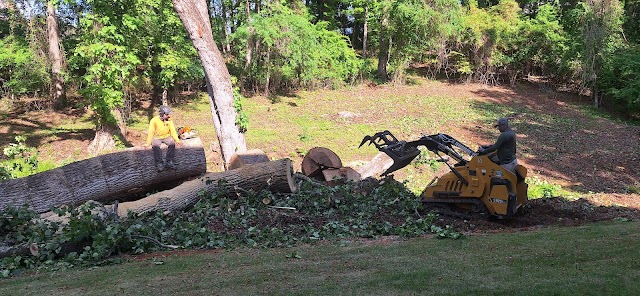 Treemax Expert Tree Service LLC photo 4