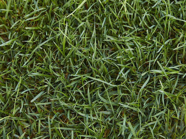 TruGreen Lawn Care photo 3