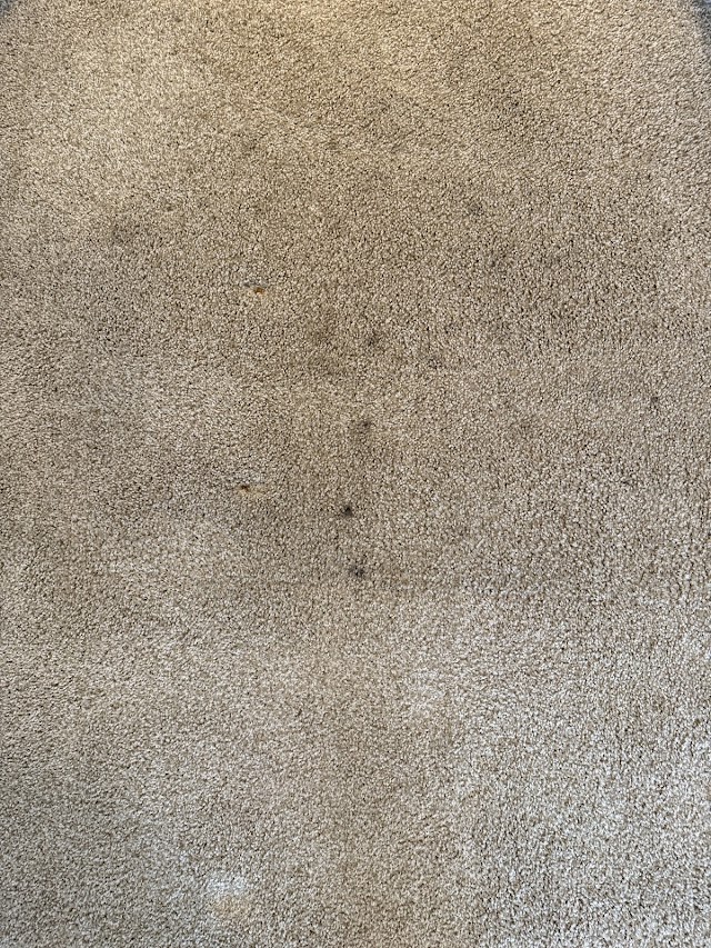 University Carpet & Upholstery Cleaning photo 3