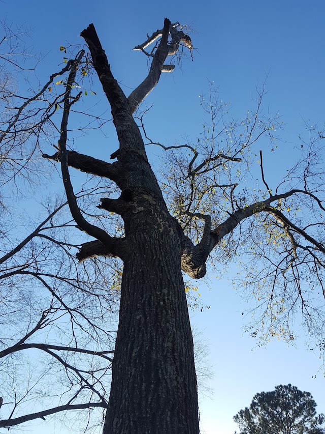 Woodland Tree Service photo 2