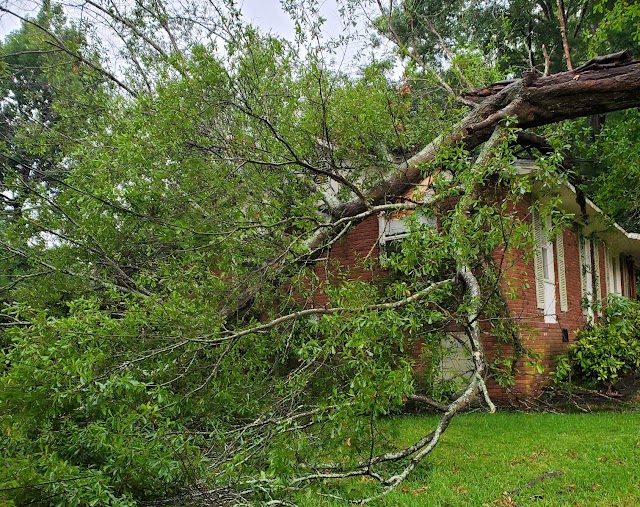 Woodland Tree Service photo 3