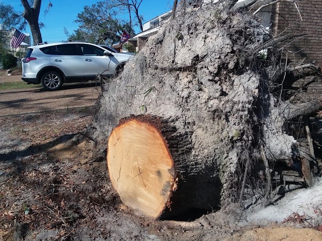 Woodland Tree Service photo 4