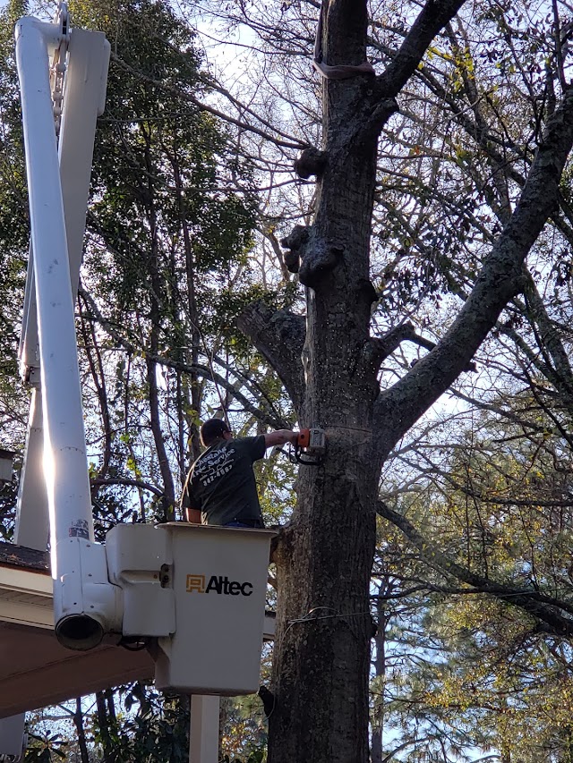 Young's Tree Services LLC. photo 4
